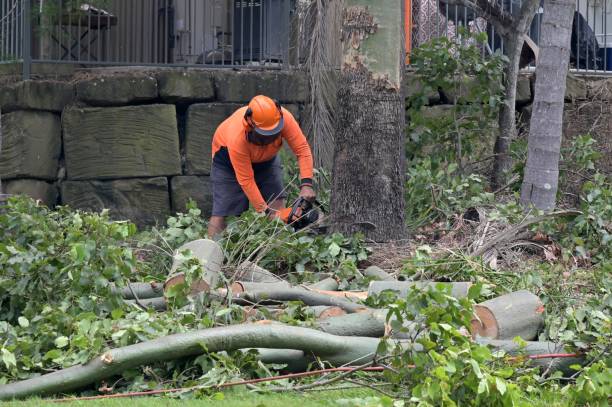 How Our Tree Care Process Works  in  Kerens, TX